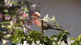 American Rosefinch